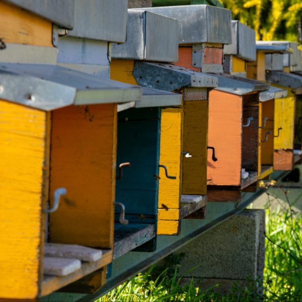Arnie api azienda agricola la chiesina Perugia umbria